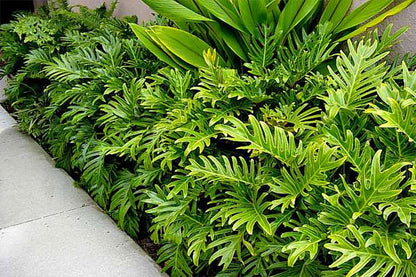American Plant Exchange Philodendron – Xanadu, 10-Inch Pot, Home and Garden Décor