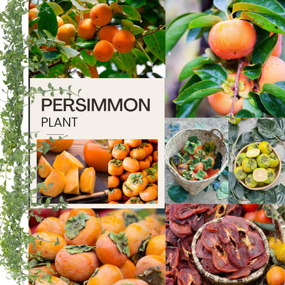 American Persimmon Tree Live Plant, Persimmons Fruit Plant Live, Zone 9 to 11, 5 to 7 Inc Tall Well Rooted