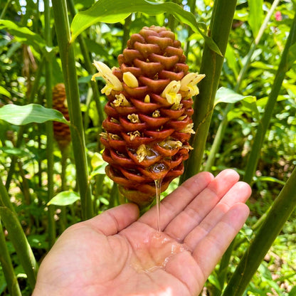 12 Zingiber Zerumbet Shampoo Ginger Roots, Hawaiian Ginger Lily Rhizomes, Pinecone Gingers for Outdoor Garden