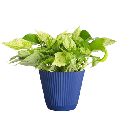 Thorsen's Greenhouse Marble Queen Pothos, Live Indoor Plant, Easy to Grow, Rare Variegated Houseplant, Natural Air Purifier, 6-inch Diameter Pot (Navy)