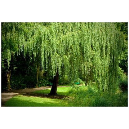 Weeping Willow - 1 Gallon Established Potted Plant - Salix babylonica, Fast Growing Tree, Shade Tree,