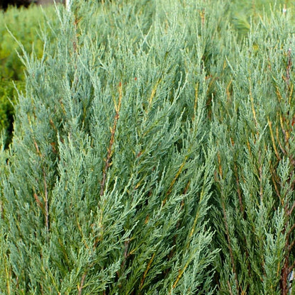 Brighter Blooms - Skyrocket Juniper, 1-2 ft. - No Shipping to AK, AZ, CA, HI