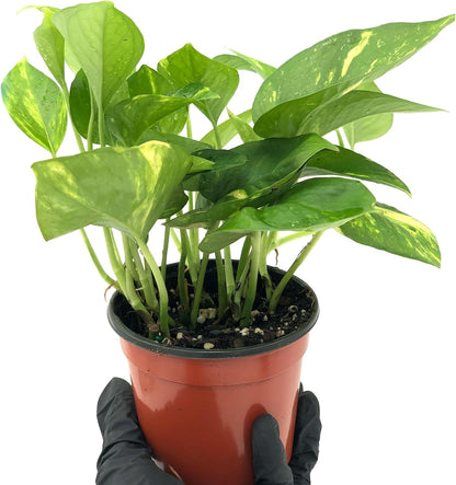 Live Pothos Plant - Epipremnum aureus Golden Pothos Plant - ragnaroc Tropical Plant 5-8” Tall - 2ct Live Arrival Guaranteed - Low Maintenance House Plants for Home Decor & Gift
