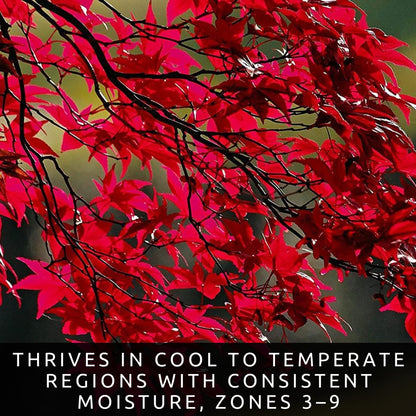 50+ Red Maple Seeds for Planting Outdoors - Heirloom Maple Tree Seeds (Acer rubrum)