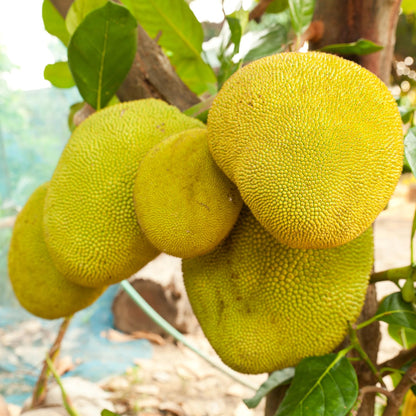15 Jackfruit Seeds for Planting, Tropical Jackfruit Tree Seeds Indoor Outdoor