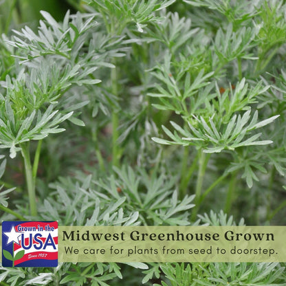 Clovers Garden Artemisia Silver Mound Plants – Two (2) Live Plants – Non-GMO - Not Seeds - Each 4" to 8" Tall – in 4" Inch Pots – Perfect Edging Plant, Tolerates Drought