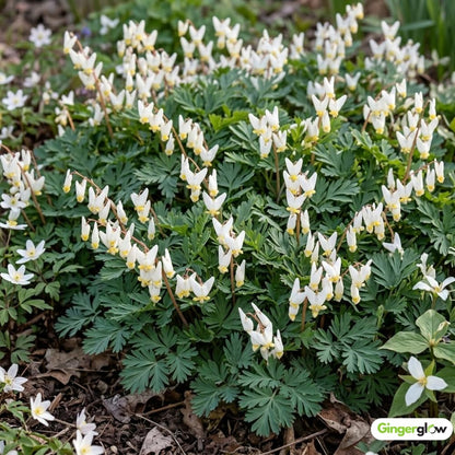 20 Live Dutchman’s Breeches Bare Root Plant, Easy Care, Low Maintenance, Early Spring Blooming Perennial, Ideal for Shade Gardens & Woodland Landscapes