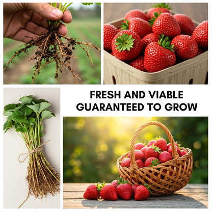 10 Sun Kissed Everbearing Strawberry Plants - Fruit Very Firm, Sweet, High Yields - 10 Live Well Rooted Plants