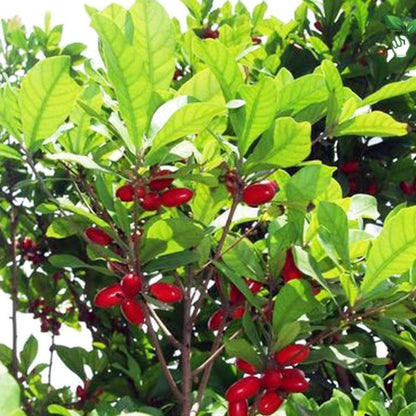 Miracle Fruit Tree Live Plant, Edible Miracle Berry Plants, 1-2 Ft Tal in 3 Gallon Pot for Indoor or Outdoor Planting, No Ship CA