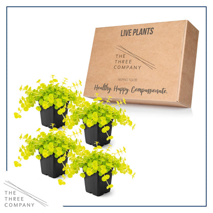 Creeping Jenny Live Plant (Lysimachia nummularia) - 4 Plants Per Pack - Healthy Trailing Perennial - Beautiful Accent Plant - 6" Tall by 4" Wide in 1 Pt Pot