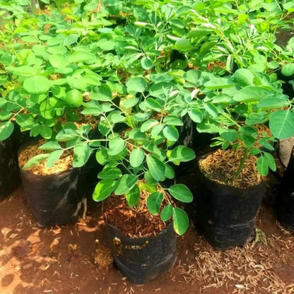 Moringa Plant Live in 4 Inch Pot, Hardy Perennial Moringa Oleifera Drumstick Tree Herb Plant