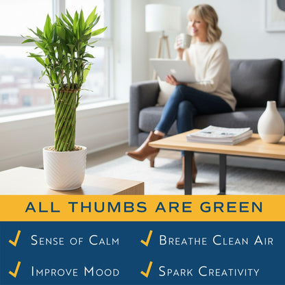 Costa Farms Lucky Bamboo Live Plant in Decorative Pot, Easy to Maintain Indoor Houseplant, Perfect for Home, Room, or Office Decor, Great House Warming or Birthday Gift, 12-15 Inches Tall