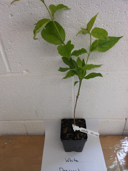 White Flowering Dogwood Tree - 10-16" Tall Live Plant - Quart Pot - Potted Seedling - Cornus Florida - Ready to Plant