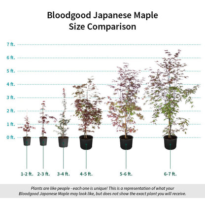 Brighter Blooms - Bloodgood Japanese Maple Tree, 4-5 ft. - No Shipping to AK, AZ, HI