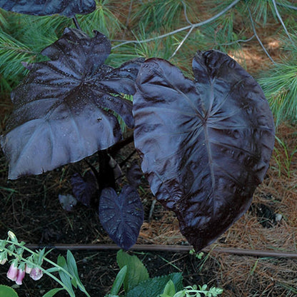 Colocasia Elephant Ears Live Plant, Alocasia Plant, Esculenta Taro Live Houseplant, 5-7 Inc Tall (Black)