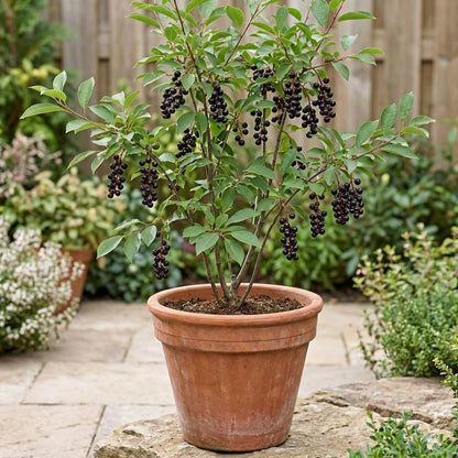 Chokecherry Plant Live, Chokecherry Plant for Planting, 7-9 Inc Tall, Hardy Edible Berry Shrub for Garden and Backyard Growing