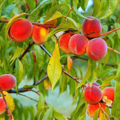 Brighter Blooms - Red Haven Peach Tree, 3-4 ft. - No Shipping to AK, AL, AR, AZ, CA, CO, HI, ID, LA, MS, OR, WA