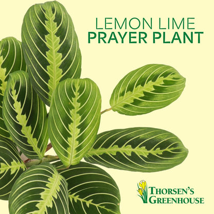 Thorsen's Greenhouse Lemon Lime Prayer Plant, Live Indoor Plant, Pet Friendly, Attractive Houseplant, Lemon Maranta, Natural Air Purifier, Easy to Grow, 4" Diameter Pot (3 Pack Nursery Pots)