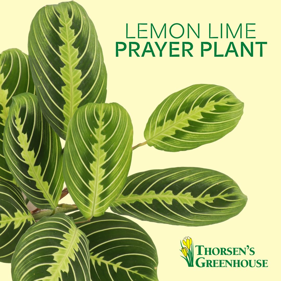 Thorsen's Greenhouse Lemon Lime Prayer Plant, Live Indoor Plant, Pet Friendly, Attractive Houseplant, Lemon Maranta, Natural Air Purifier, Easy to Grow, 4" Diameter Pot (Lavender)