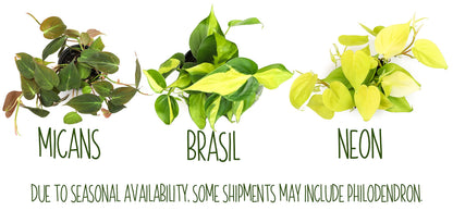 Live Pothos Plants (4PK) Indoor Plants Live Houseplants, Pothos Live Plant House Plants, Money Plant Indoor Pothos Plant Decor, Devils Ivy Trailing Plants Live by Plants for Pets,Black