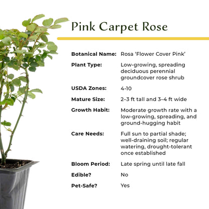 2 Pink Carpet Rose in 3.5” Nursery Cubes (Rosa ‘Flower Cover Pink’) | Low-Growing Groundcover Rose Shrub for Borders, Containers, and Mass Plantings | Ready-to-Plant Live Starter Plants