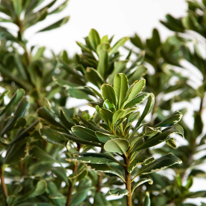 Variegated Pittosporum 'Japanese Mock Orange' (2.5 Quart) Evergreen Shrub with Green and Cream-White Foliage - Part Sun Live Outdoor Plant