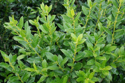 Needlepoint Chinese Holly | 20 Live Plants | Ilex Cornuta | Evergreen Shrub, Low Maintenance, Drought Tolerant, Privacy Hedge, Ornamental Foliage, Year-Round Interest, Landscape Shrub