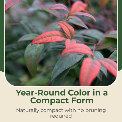 2.5 qt. Nandina Fire Power Shrub - Compact & Dense Dwarf Evergreen Shrubs w/Striking Pinnate Leaves - Ornamental Shrubs for Borders, Mass Plantings,Low Hedges, Rockeries or Perennial Gardens