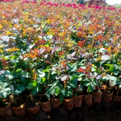 Fragrant Climbing Rose Live Plant, Well Rooted 5-9" Tall, No Leaf, Indoor Outdoor Climber, Rose Bush, Hybrid Tea Rose Like (Yellow)