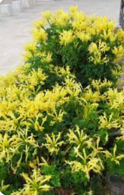 Live Plant - Cape Town Yellow Tecomariasmall Rooted Starter Planthummingbird Heaven