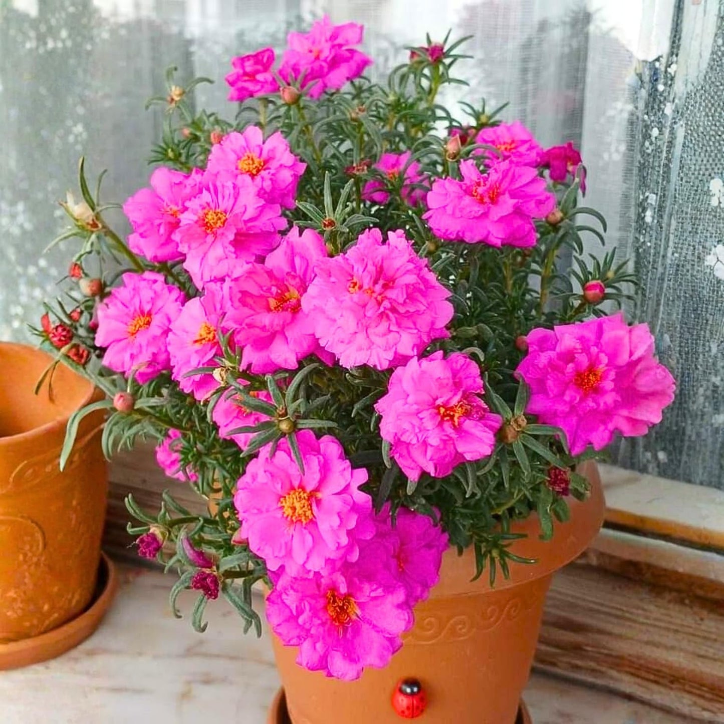 Set of 4 Live Portulaca Plants, Moss Rose Flower Plants, 4–7 Inches Tall, Ready for Indoor or Outdoor Planting (Deep Pink Portulaca)