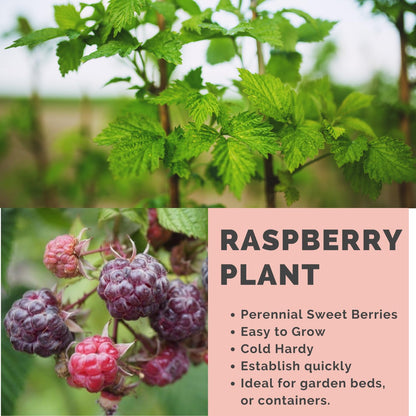 Set 2 Glencoe Raspberry Plants Live for Planting, 4-8 Inch Tall, Sweet Fruits, Thornless Raspberry Bushes Live Plant for Home Garden