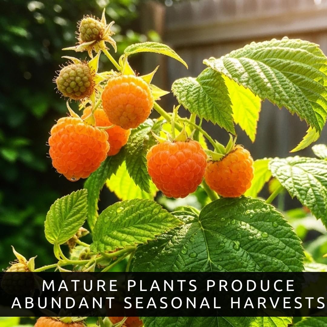3 Gold Raspberry Plants – Live Fruit Bush (Rubus idaeus) – Sweet Yellow Heirloom Raspberries – High Yield Berry Plant for Outdoor Gardens - Easy to Grow Delicious Fruit (3 Rooted Plants)