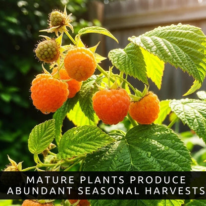 3 Gold Raspberry Plants – Live Fruit Bush (Rubus idaeus) – Sweet Yellow Heirloom Raspberries – High Yield Berry Plant for Outdoor Gardens - Easy to Grow Delicious Fruit (3 Rooted Plants)