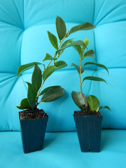 Live Plant - Laura Walkercamellia Japonica-Live Starter Plant