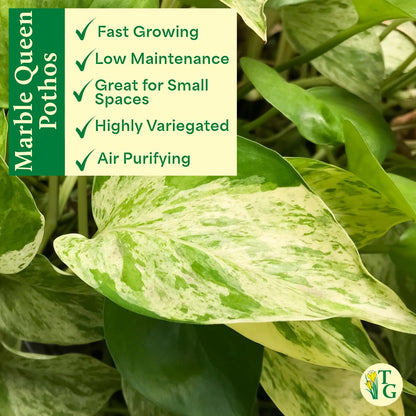 Thorsen's Greenhouse Marble Queen Pothos, Live Indoor Plant, Easy to Grow, Rare Variegated Houseplant, Natural Air Purifier, 4-inch Diameter Pot (Terra Cotta)