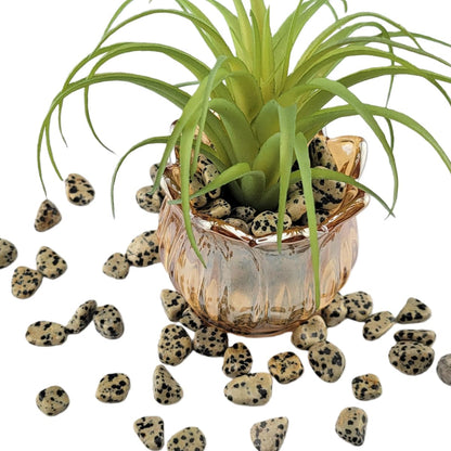 1,000 Carats Dalmation Jasper Handpicked Tumbled Stones Crystals Chips 0.2''-0.5'' Bulk Pocket Stones for Healing, Reiki, Meditation, Witchcraft and Home Decorations (Dalmation Jasper)