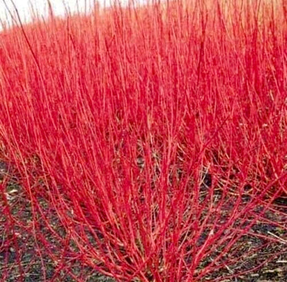 Red Twig Dogwood Shrub/Bush - (Red Osier) - 6-12" Tall - Quart Pot - Live Plant - Cornus sericea