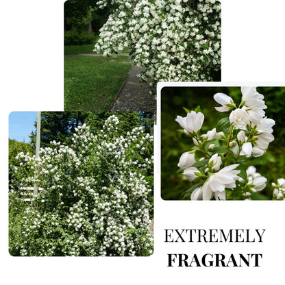 1 Year Old Philadelphus Mock Orange Bush Tree Live Plant, Very Fragrant, Cold Hardy, Dormant in Winter
