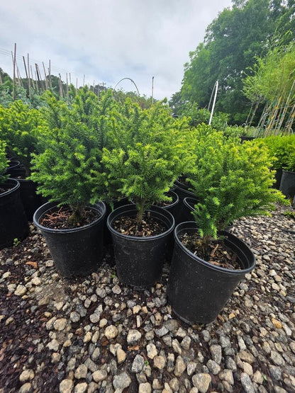 Live Plant - Golden Promise Dwarf Cryptomeria - Live Plant - (2.5 Qt)