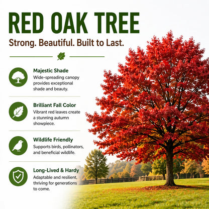 Red Oak Tree Seedlings for Planting | Year Old Rooted and Healthy Seedlings to Plant (2 Seedlings)