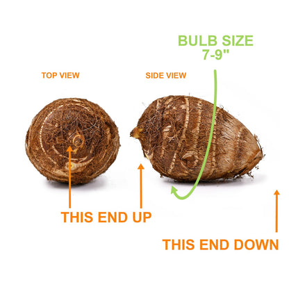 Garden State Bulb Premium Mojito Elephant Ear Bulbs, 7/9 inches, Spring Planting (Bag of 2)