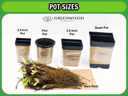 Greenwood Nursery: Live Perennial Plants - Blue False Indigo + Baptisia Australis - [Qty: 2X Pint Pots] - (Click for Other Available Plants/Quantities)