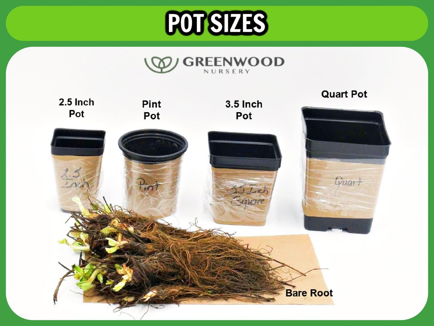 Greenwood Nursery: Live Trees - Fignomenal Dwarf Fig Tree + Ficus carica - [Qty: 1x 3.5 Pot] - (Click for Other Available Plants/Quantities)