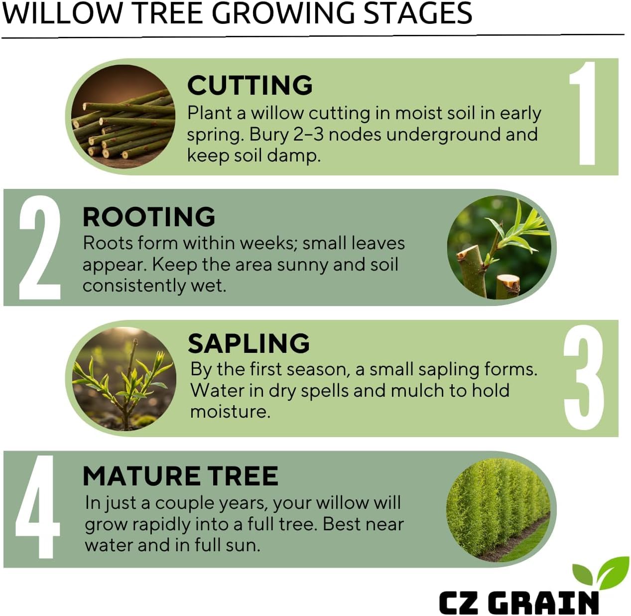 Red Pussy Willow Tree Cuttings to Grow - Fresh Cuttings, Ready to Plant - Salix Lucida, Shiny Willow - Guaranteed to Grow (10 Trees)