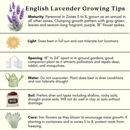 Clovers Garden English Lavender (Lavandula) Hidcote Blue Plants – Two (2) Live Plants – Non-GMO - Not Seeds - Each 4" to 8" Tall – in 4" Inch Pots - Compact Growth