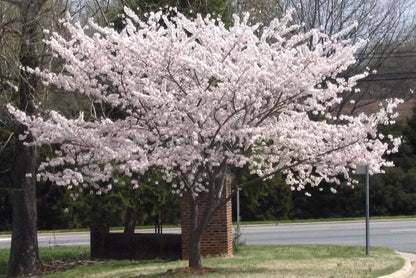 Yoshino Flowering Cherry Tree - Live Plant - 6-12" Tall Seedling - 3" Pot - Ships Potted