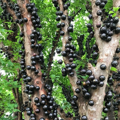 Black Jaboticaba Tree Live Plant 2-3" Tall, Grape Jaboticaba Trees 3 Gallon Pot, Hardy Jabuticaba Tree for Indoor or Outdoor Growing, No Ship to CA