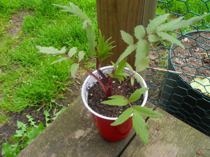 Live Valerian Plant - (Valeriana officinalis)