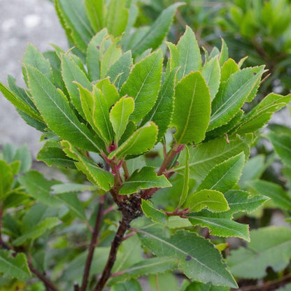 Easy to Grow Bay Laurel 1 Plant - Potted Shrub Herb in Quart Grower Pot, Aromatic Foliage Used in Cooking (Sweet Bay)
